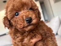 Maltipoo Yavrularımız