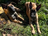 Belçika kurdu (Malinois)
