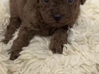 Toy Poodle Yavrumuz