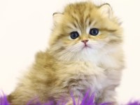 British Longhair Tostikler