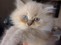 BRİTİSH BLUE POİNT LONGHAİR YAVRULAR