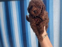 55 günlük toy poodle