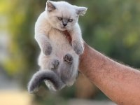 British shorthair yetişen alır