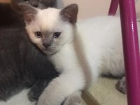 2 aylık british blue point yavru erkek kedim