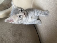 British Shorthair Silver