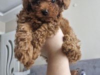 Poodle Köpeğimize Yeni Yuvasını Arıyoruz