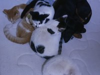 Dişi Doberman Köpeği