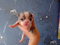 ORİJİNAL FRANSIZ BULLDOG BEBELER