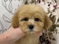 ÜST DÜZEY MALTİPOO OĞLUMUZ
