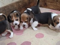 Beagle Yavrularımız ırk garantilidir
