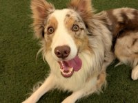 Ücretsiz Border Collie Yuva Arıyor