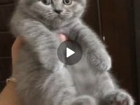 Saf kan british shorthair 50 günlük dişi bebek