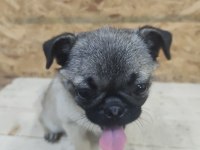 Pug yorulmak bilmez oyuncu