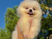 Pomeranian Teddy Face Yavrularımız 