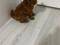 Toy poodle köpekleri