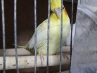 İster çift ister tek 3 adet satılık sultan papağanı