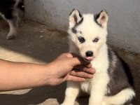 Muhteşem kalite husky yavrularımız