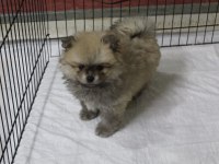 Pomeranian köpekler yeni yuvasını arıyor