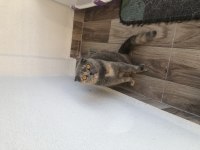 45 GÜNLÜK SAĞLIKLI CİNS YAVRU KEDİLER VE ANNE