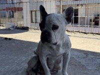 Safkan Kaliteli Fransız Bulldog