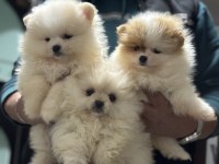 Ankranın en seçkin teddy face pomeranian yavruları