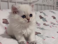 Safkan British Longhair Dişi Bebek