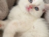 British shorthair kedimize yeni sahibini arıyoruz