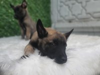 ORJİNAL SAFKAN BELÇİKA KURDU ERKEK