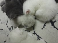 Yavru scottish fold