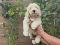 Poodle ayarında maltipoo bebekler