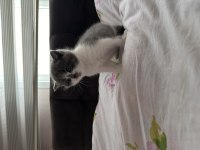 1 Aylık Nadir Renk British Longhair Bebişler