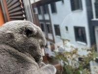 4 Yaşında Scottish Fold (Kısırlaştırılmış)
