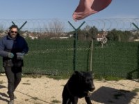 Solite black workingline alman çoban köpeği 6 aylık eğitimli