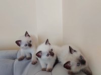 ÇİKOLATA POİNT 2 DİŞİ 1 ERKEK UYGUNA VERİLECEK SCOTTİSH