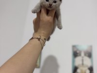 Latte Bebek Kediler Rezerveye Açıktır