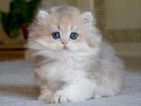 Gösterişli AY Golden British Longhair