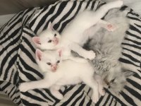ÇOK ACİL YUVA ARIYORUZ KEDİMİZE