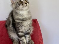 MCO dişi silver tabby