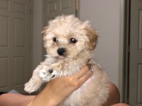 Zeki ve Sevimli Maltipoo Bebişler