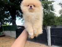 Baby Face Teacup Pomeranian Boo Yavrularımız