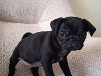 Yavru siyah beyaz pug