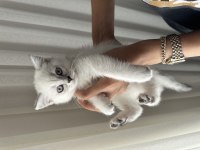 Blue point scottish fold yavrular