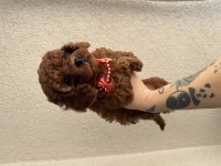 Safkan Dişi Erkek Toy Poodle Yavrularım