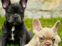 French Bulldog Yavruları Çiftlikten 