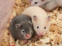 Aynı Gün Adrese Teslim Hamster Yavru Ve Setleri