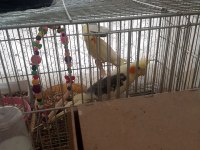Çift halinde verilecek sultan papağanı