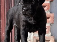 Şecere belgeli ırk ve sağlık garantili cane corso yavrular