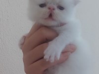 Persian bebekler sahiplendirme
