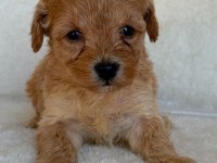 Maltipoo çok sevimli yavrularım