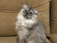 Scottish fold longhair